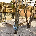 L'oiseau Du Paradis - & Appartement